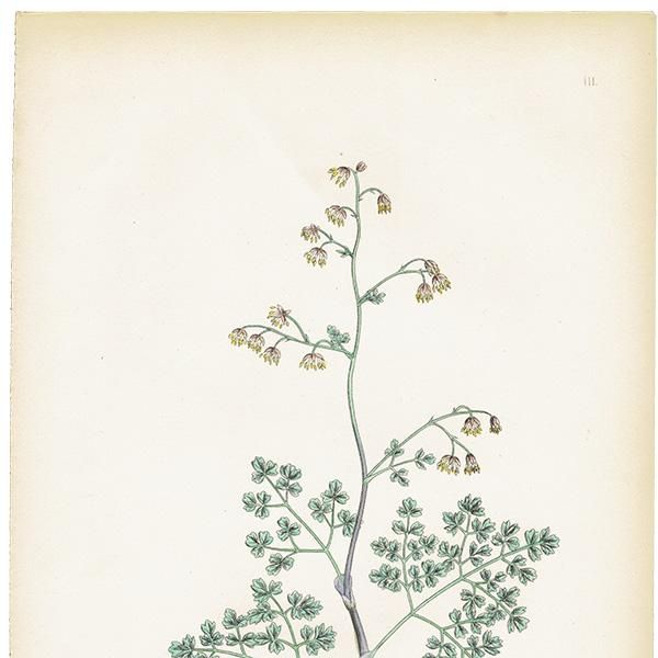 ꥹ ƥ ܥ˥륢/ʪ Thalictrum minus, maritimum(ޥ) plate.3,1863ǯ 0189