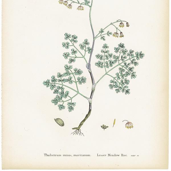 ꥹ ƥ ܥ˥륢/ʪ Thalictrum minus, maritimum(ޥ) plate.3,1863ǯ 0189