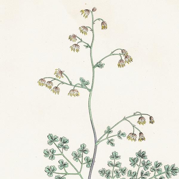 ꥹ ƥ ܥ˥륢/ʪ Thalictrum minus, maritimum(ޥ) plate.3,1863ǯ 0189