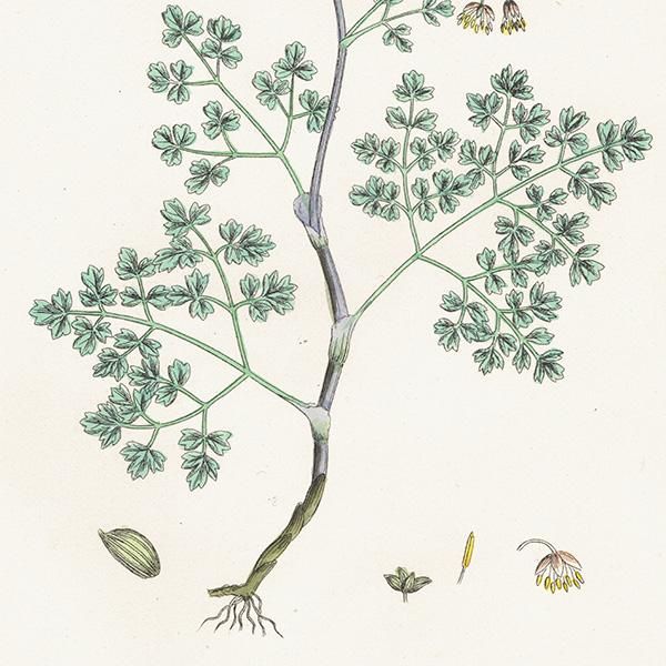 ꥹ ƥ ܥ˥륢/ʪ Thalictrum minus, maritimum(ޥ) plate.3,1863ǯ 0189