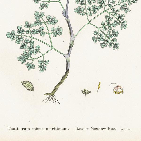 ꥹ ƥ ܥ˥륢/ʪ Thalictrum minus, maritimum(ޥ) plate.3,1863ǯ 0189