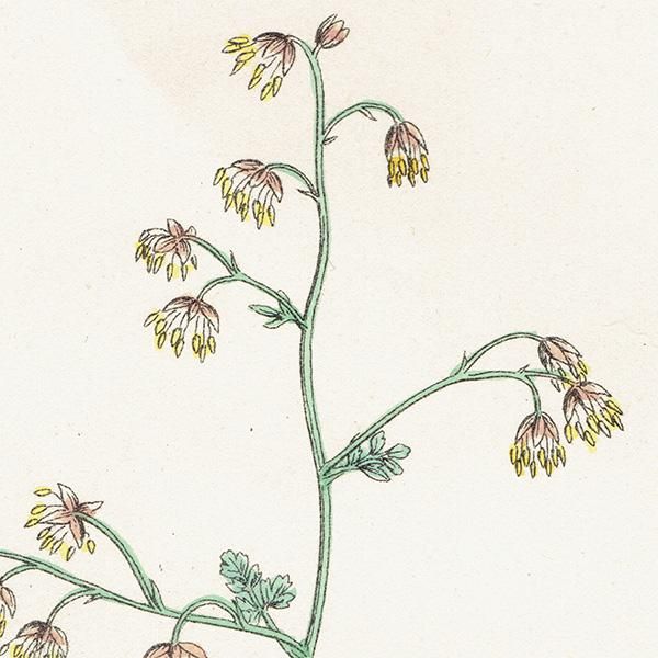 ꥹ ƥ ܥ˥륢/ʪ Thalictrum minus, maritimum(ޥ) plate.3,1863ǯ 0189