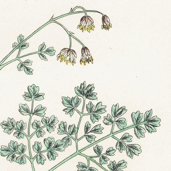 ꥹ ƥ ܥ˥륢/ʪ Thalictrum minus, maritimum(ޥ) plate.3,1863ǯ 0189