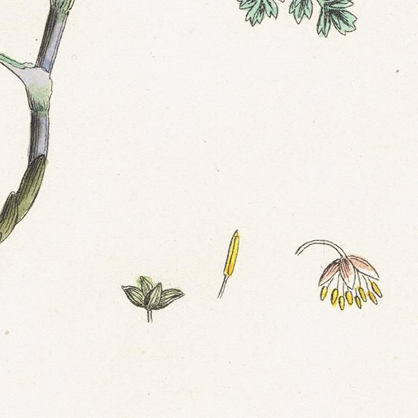 ꥹ ƥ ܥ˥륢/ʪ Thalictrum minus, maritimum(ޥ) plate.3,1863ǯ 0189