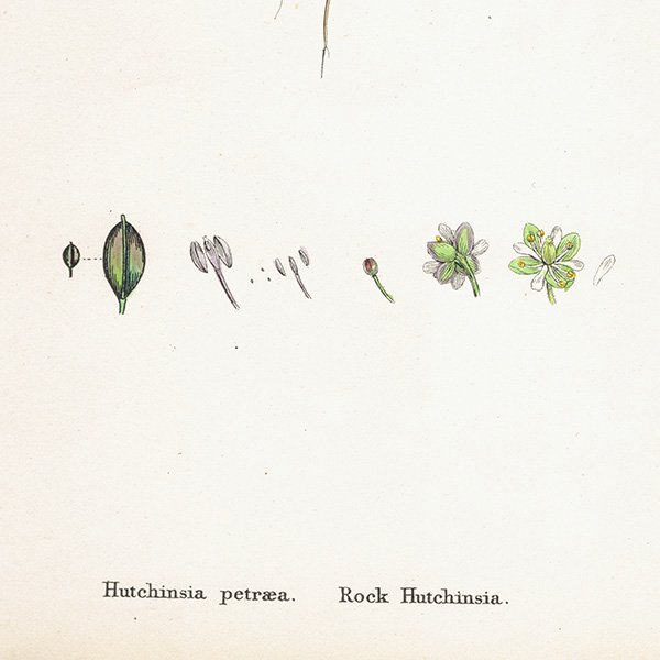 ꥹ ƥ ܥ˥륢/ʪ Hutchinsia petraea.(֥ʲ) plate.151,1863ǯ 0202