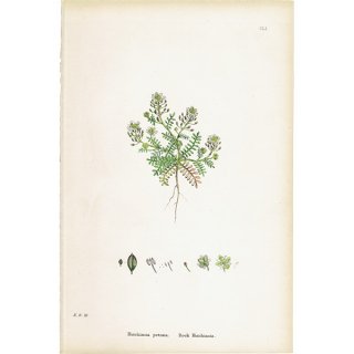 イギリス アンティーク ボタニカルアート/植物画 Hutchinsia petraea.(アブラナ科) plate.151,1863年 0202