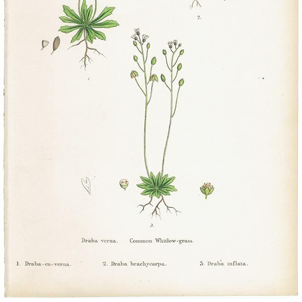 ꥹ ƥ ܥ˥륢/ʪ Draba verna.(ҥʥ) plate.134,1863ǯ 0203