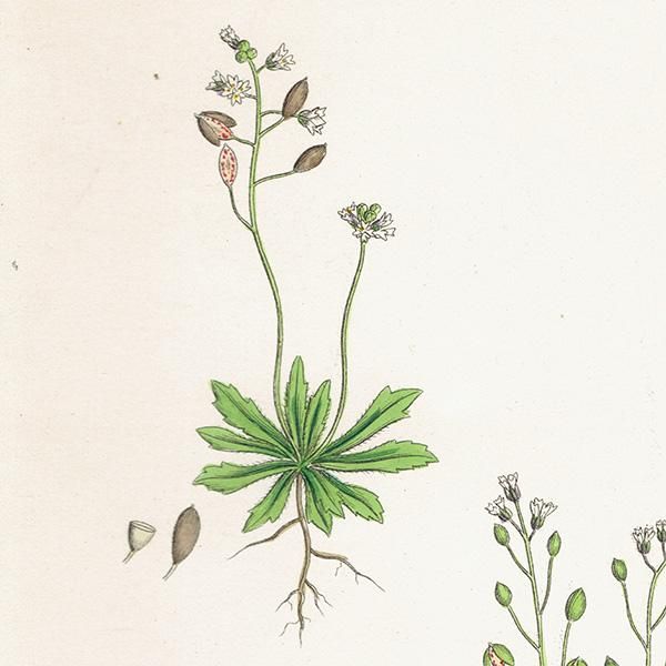 ꥹ ƥ ܥ˥륢/ʪ Draba verna.(ҥʥ) plate.134,1863ǯ 0203