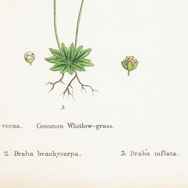 ꥹ ƥ ܥ˥륢/ʪ Draba verna.(ҥʥ) plate.134,1863ǯ 0203