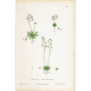 ꥹ ƥ ܥ˥륢/ʪ Draba verna.(ҥʥ) plate.134,1863ǯ 0203