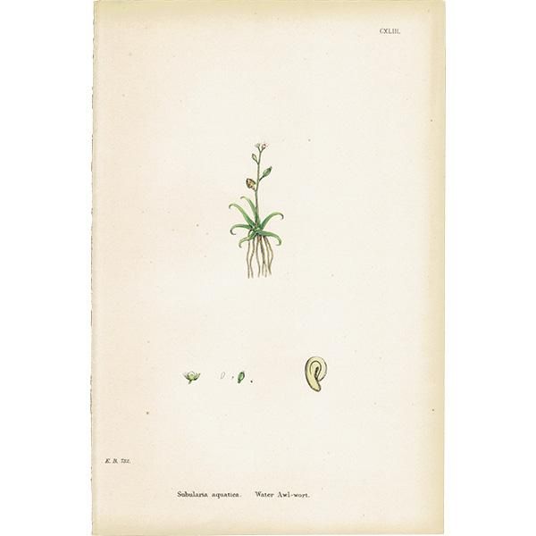 ꥹ ƥ ܥ˥륢/ʪ Subularia aquatica.(ϥʥ) plate.143,1863ǯ 0204