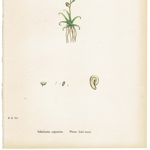 ꥹ ƥ ܥ˥륢/ʪ Subularia aquatica.(ϥʥ) plate.143,1863ǯ 0204
