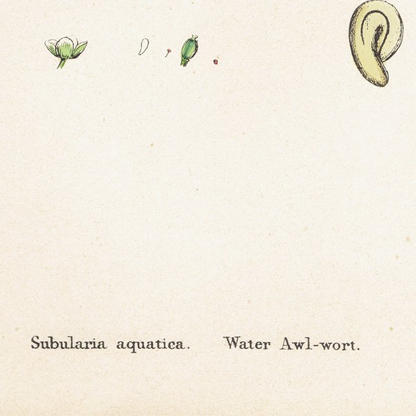 ꥹ ƥ ܥ˥륢/ʪ Subularia aquatica.(ϥʥ) plate.143,1863ǯ 0204