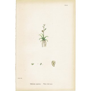 イギリス アンティーク ボタニカルアート/植物画 Subularia aquatica.(ハリナズナ) plate.143,1863年 0204