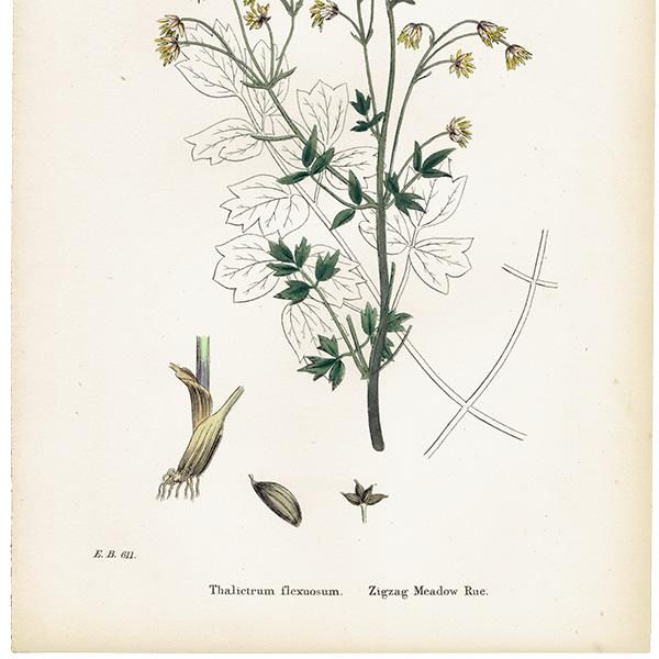 ꥹ ƥ ܥ˥륢/ʪ Thalictrum flexuosum.(ޥĥ) plate.5,1863ǯ 0211