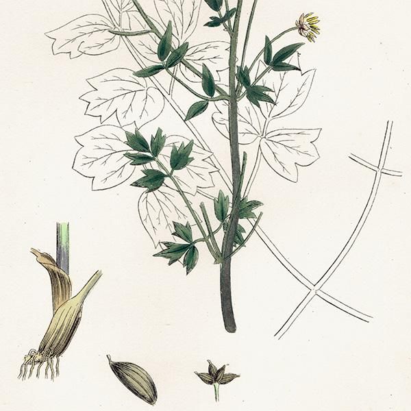 ꥹ ƥ ܥ˥륢/ʪ Thalictrum flexuosum.(ޥĥ) plate.5,1863ǯ 0211