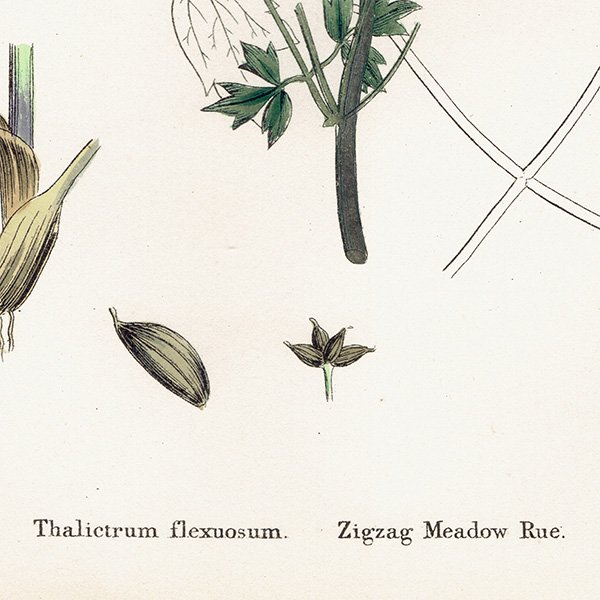 ꥹ ƥ ܥ˥륢/ʪ Thalictrum flexuosum.(ޥĥ) plate.5,1863ǯ 0211