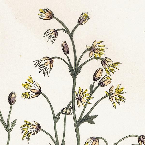 ꥹ ƥ ܥ˥륢/ʪ Thalictrum flexuosum.(ޥĥ) plate.5,1863ǯ 0211