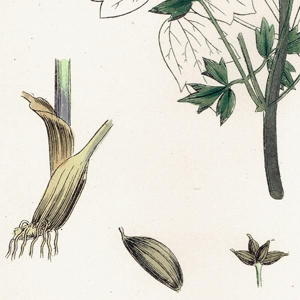 ꥹ ƥ ܥ˥륢/ʪ Thalictrum flexuosum.(ޥĥ) plate.5,1863ǯ 0211