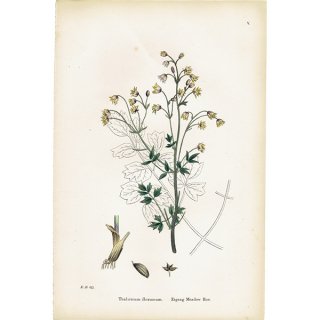 ꥹ ƥ ܥ˥륢/ʪ Thalictrum flexuosum.(ޥĥ) plate.5,1863ǯ 0211