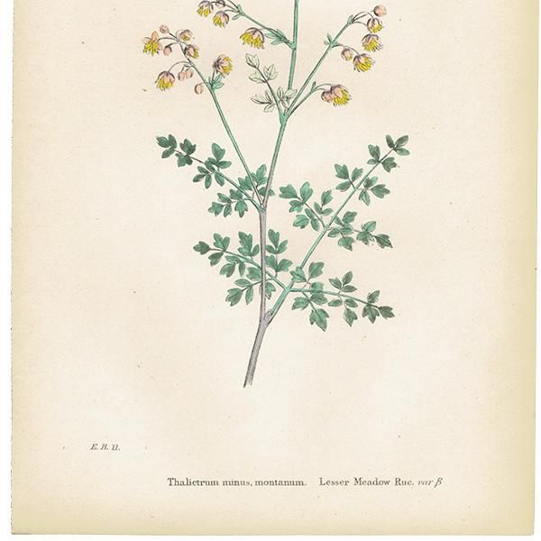 ꥹ ƥ ܥ˥륢/ʪ Thalictrum minus montanum.(ޥ) plate.4,1863ǯ 0212