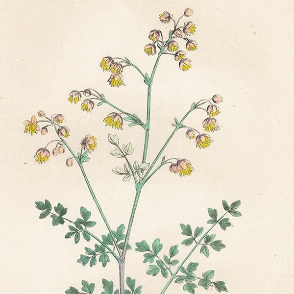 ꥹ ƥ ܥ˥륢/ʪ Thalictrum minus montanum.(ޥ) plate.4,1863ǯ 0212