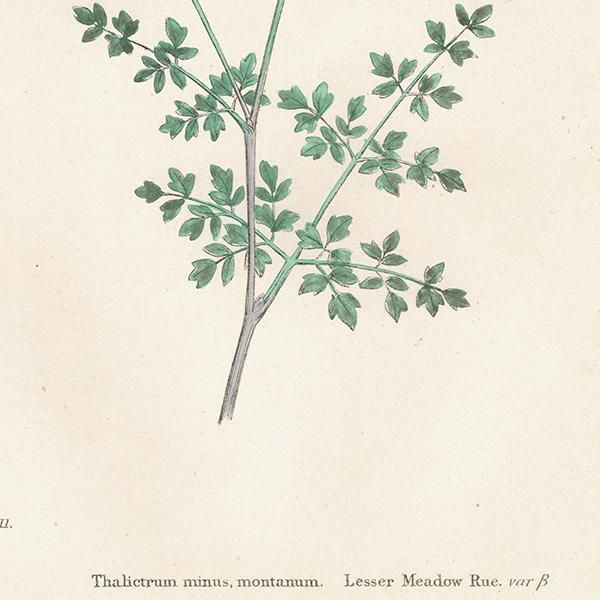 ꥹ ƥ ܥ˥륢/ʪ Thalictrum minus montanum.(ޥ) plate.4,1863ǯ 0212