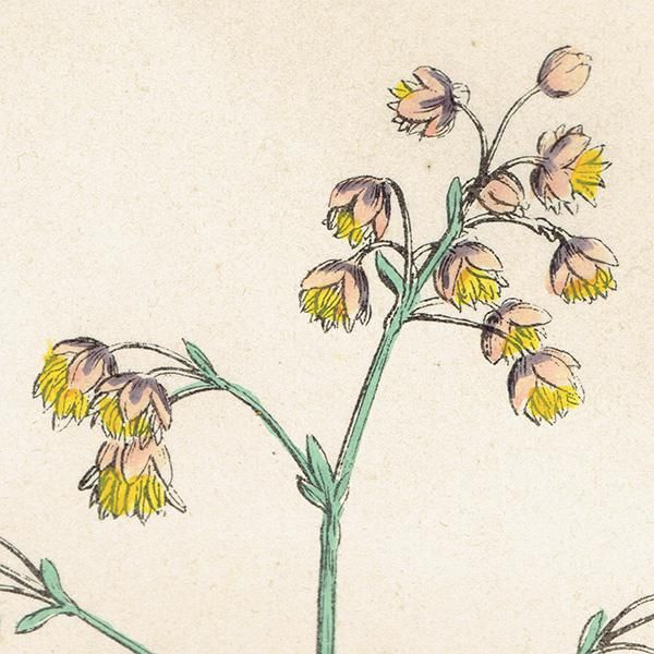 ꥹ ƥ ܥ˥륢/ʪ Thalictrum minus montanum.(ޥ) plate.4,1863ǯ 0212