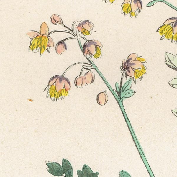 ꥹ ƥ ܥ˥륢/ʪ Thalictrum minus montanum.(ޥ) plate.4,1863ǯ 0212