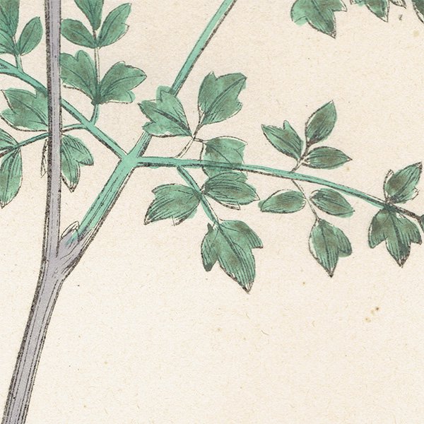 ꥹ ƥ ܥ˥륢/ʪ Thalictrum minus montanum.(ޥ) plate.4,1863ǯ 0212