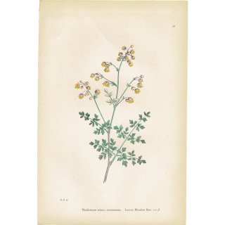 イギリス アンティーク ボタニカルアート/植物画 Thalictrum minus montanum.(アキカラマツ) plate.4,1863年 0212