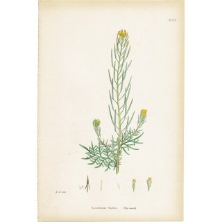 イギリス アンティーク ボタニカルアート/植物画 Sisymbrium Sophia.(クジラグサ属) plate.98,1863年 0215