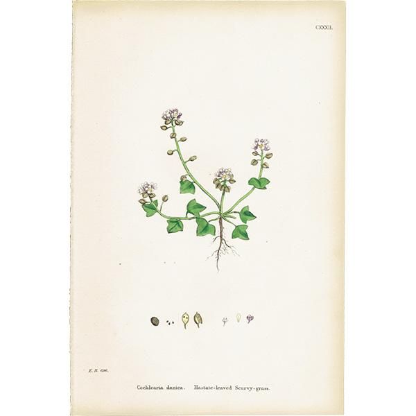 ꥹ ƥ ܥ˥륢/ʪ Cochlearia danica.(ǥޡȥ⥷꥽) plate.132,1863ǯ 0217