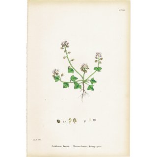 ꥹ ƥ ܥ˥륢/ʪ Cochlearia danica.(ǥޡȥ⥷꥽) plate.132,1863ǯ 0217