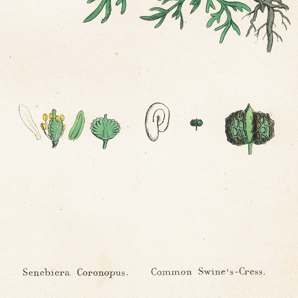 ꥹ ƥ ܥ˥륢/ʪ Senebiera Coronopus.(饯ʥ°) plate.160,1863ǯ 0218