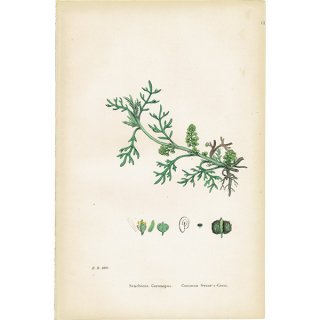 イギリス アンティーク ボタニカルアート/植物画 Senebiera Coronopus.(カラクサナズナ属) plate.160,1863年 0218