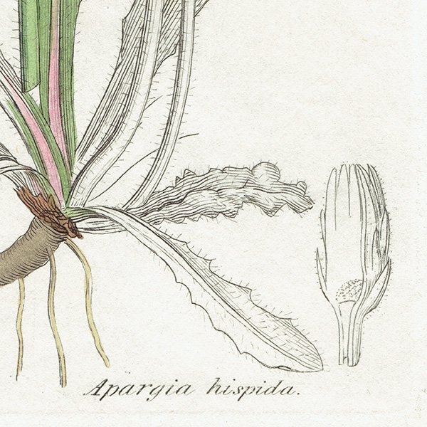 イギリス ボタニカルプリント/植物画 Apargia hispida.(タンポポモドキ 