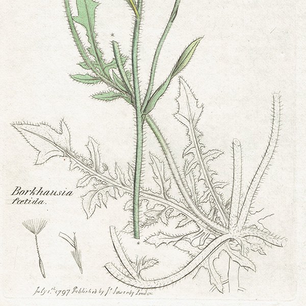 ꥹ ƥ ܥ˥륢/ʪ Borkhausia foetida.(եޥݥ°) plate.1100,1839ǯ 0247