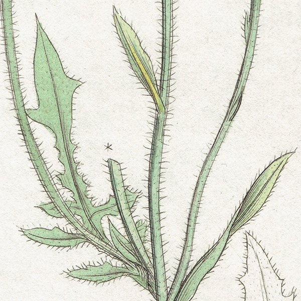 ꥹ ƥ ܥ˥륢/ʪ Borkhausia foetida.(եޥݥ°) plate.1100,1839ǯ 0247