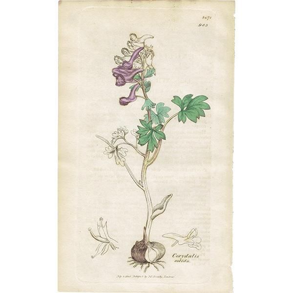 ꥹ ƥ ܥ˥륢/ʪ Corydalis solidaʥꥹ. plate.983,1839ǯ 0250