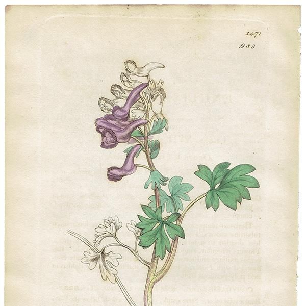 ꥹ ƥ ܥ˥륢/ʪ Corydalis solidaʥꥹ. plate.983,1839ǯ 0250