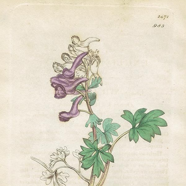 ꥹ ƥ ܥ˥륢/ʪ Corydalis solidaʥꥹ. plate.983,1839ǯ 0250