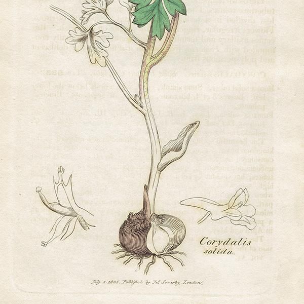 ꥹ ƥ ܥ˥륢/ʪ Corydalis solidaʥꥹ. plate.983,1839ǯ 0250