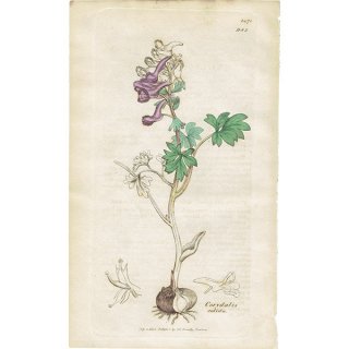 イギリス アンティーク ボタニカルアート/植物画 Corydalis solida（コリダリス・ソリダ）. plate.983,1839年 0250