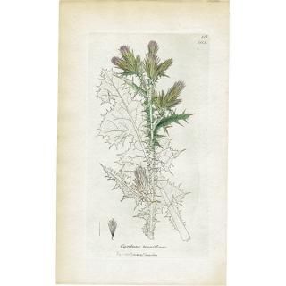 メーカー 一覧 ボタニカルアート（植物画）Botanical アンティーク アンティーク雑貨