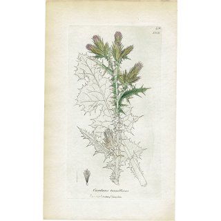 イギリス アンティーク ボタニカルアート/植物画 Carduus tenuiflorus（アザミ）. plate.1113,1839年 0263