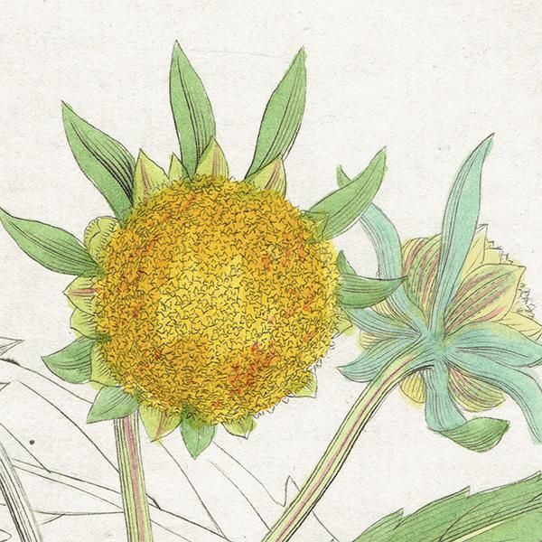 ꥹ ƥ ܥ˥륢/ʪ Bidens cernua. plate.1125,1839ǯ 0270