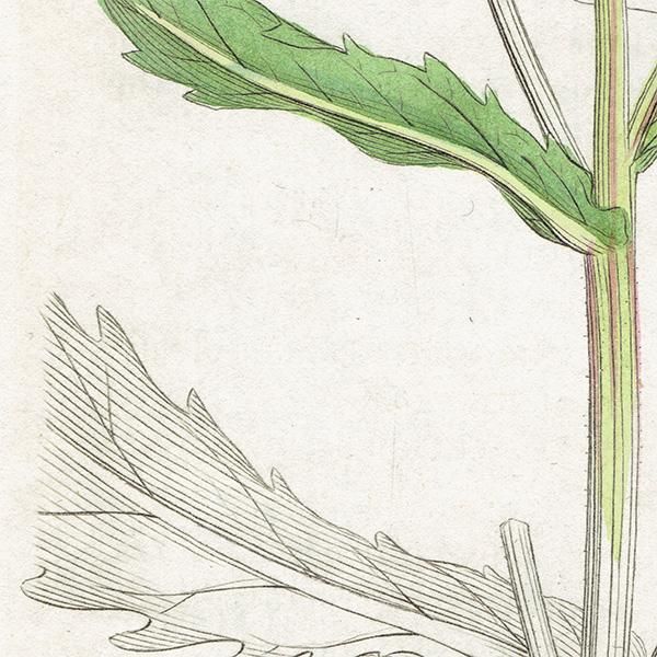 ꥹ ƥ ܥ˥륢/ʪ Bidens cernua. plate.1125,1839ǯ 0270