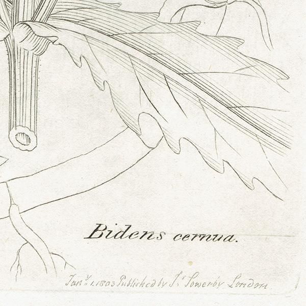 ꥹ ƥ ܥ˥륢/ʪ Bidens cernua. plate.1125,1839ǯ 0270