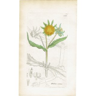 イギリス アンティーク ボタニカルアート/植物画 Bidens cernua. plate.1125,1839年 0270